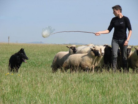 Video - Pasení - Herding sheep